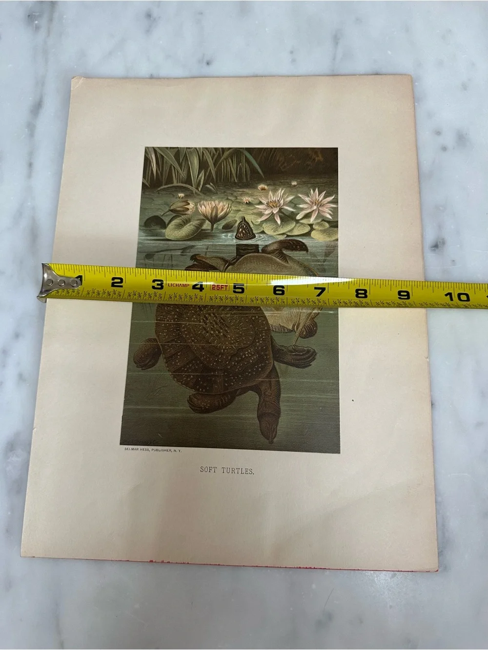 1880s Chromolithograph L. Prang/Selmar Hess - SOFT TURTLES
